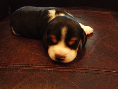 Ebony - up close.jpeg